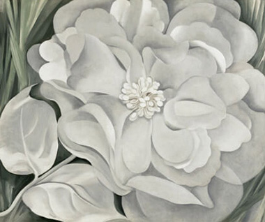 White Calico Georgia O'Keeffe